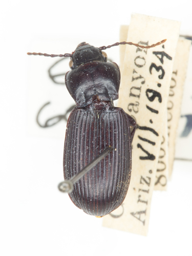 Pterostichus planctus