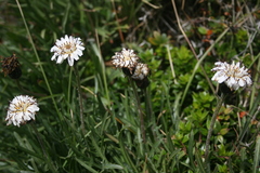 Hypochaeris incana