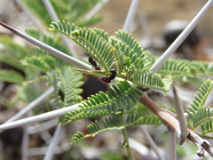 Crematogaster nigriceps