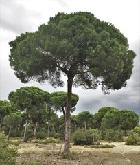 Pinus pinea