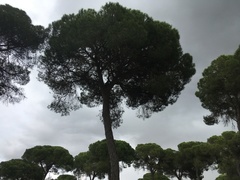 Pinus pinea
