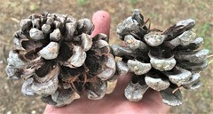 Pinus pinea