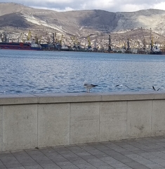 Chroicocephalus ridibundus