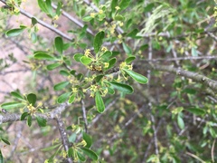 Rhamnus lycioides