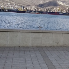 Chroicocephalus ridibundus