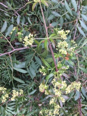 Rubia peregrina