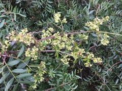 Rubia peregrina