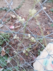 Antigonon flavescens