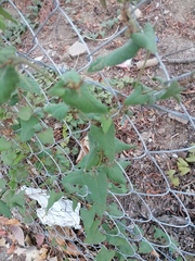 Antigonon flavescens