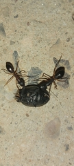 Camponotus xerxes
