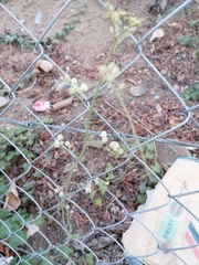 Antigonon flavescens