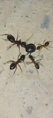 Camponotus xerxes