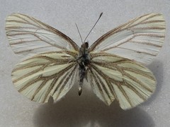 Pieris angelika