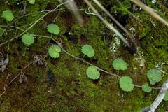 Sibthorpia peregrina