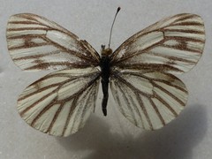 Pieris angelika