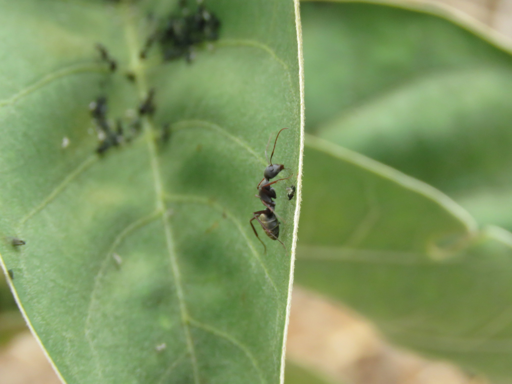 Camponotus flavomarginatus