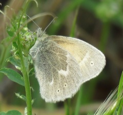 Coenonympha california eryngii