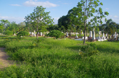 Urochloa mosambicensis