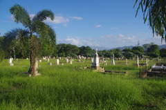 Urochloa mosambicensis