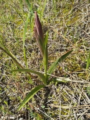 Serapias parviflora laxiflora