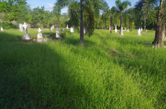 Urochloa mosambicensis