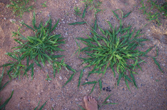 Urochloa mosambicensis