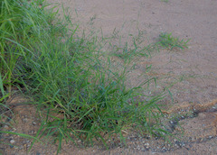 Urochloa mosambicensis