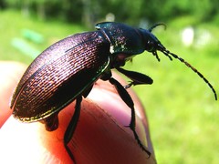 Carabus regalis