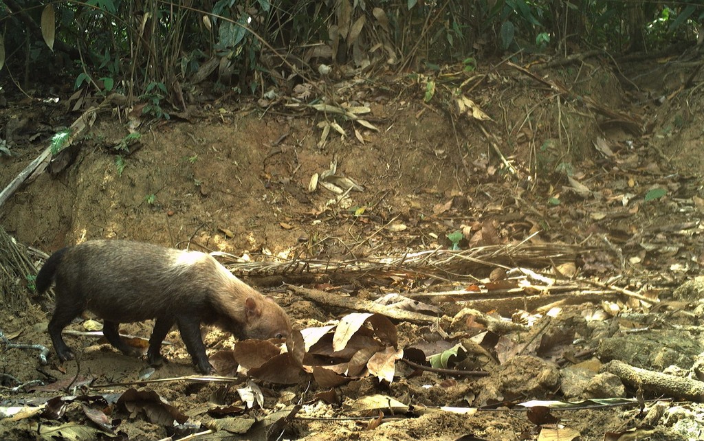 Bush Dog in January 2022 by Gustavo Adolfo Garzón Restrepo. Ubicación ...