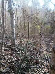 Acanthocereus oaxacensis