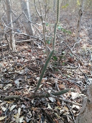 Acanthocereus oaxacensis