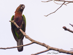 Deroptyus accipitrinus