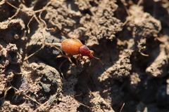 Otiorhynchus indefinitus