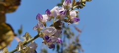 Pueraria tuberosa
