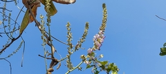 Pueraria tuberosa