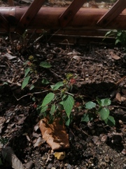 Acalypha arvensis