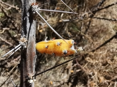 Pereskiopsis diguetii