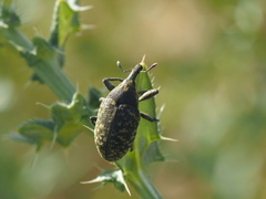 Larinus sturnus