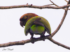 Deroptyus accipitrinus