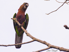 Deroptyus accipitrinus