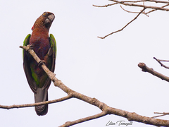 Deroptyus accipitrinus