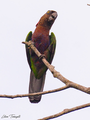 Deroptyus accipitrinus