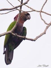 Deroptyus accipitrinus