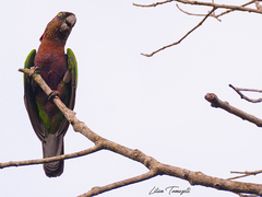 Deroptyus accipitrinus