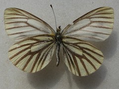 Pieris angelika