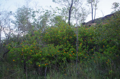 Lantana camara
