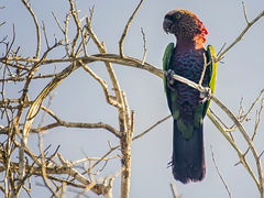 Deroptyus accipitrinus