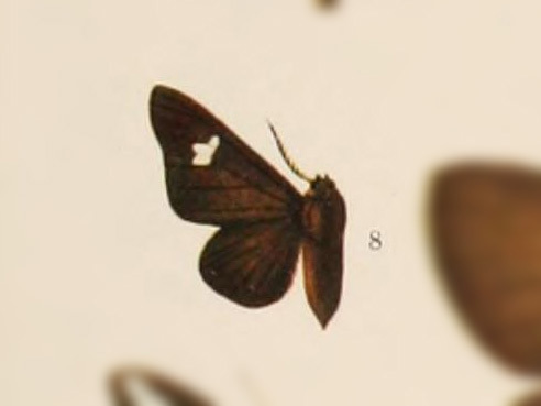 Zatrephes atrata