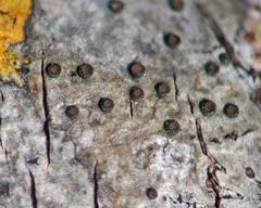 Glyphis scyphulifera
