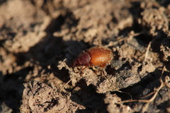 Otiorhynchus indefinitus